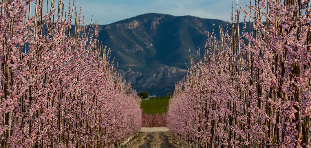 Tunesien In voller Blüte Orchard of blossoming fruit trees with vibrant pink flowers, set against a backdrop of majestic mountains.