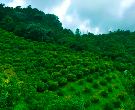 Kolumbiens_Avocados_Farm Colombian avocado farm – lush green avocado trees growing in nutrient-rich soil under a bright sky.