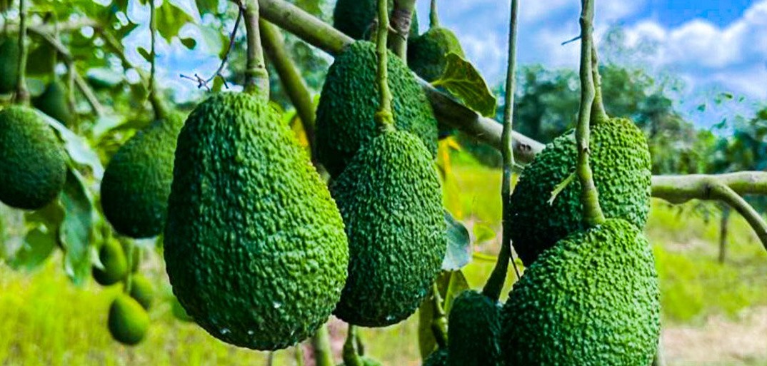 avocadoheader "Fresh avocados – ripe, high-quality avocados with a creamy texture and rich flavor, perfect for healthy meals.