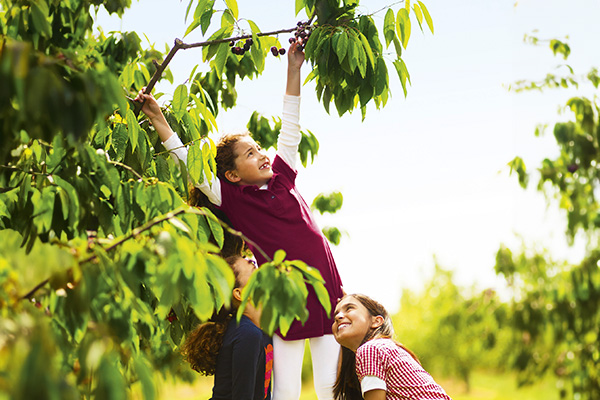 happy children enjoying fresh cherries outdoors, surrounded by lush greenery and natural sunlight.