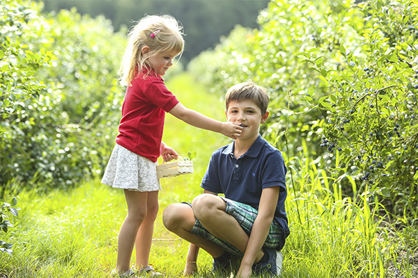 A young girl in a red shirt feeding a freshly picked blueberry to her older brother in a lush blueberry field on a sunny day.