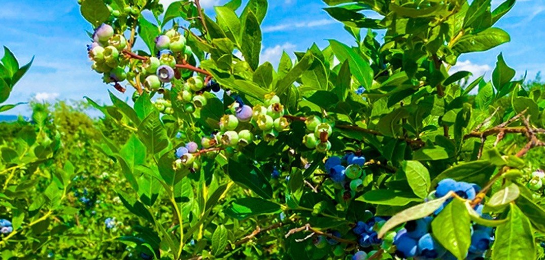 Blueberry bushes filled with ripening berries under a bright blue sky, thriving in natural sunlight.