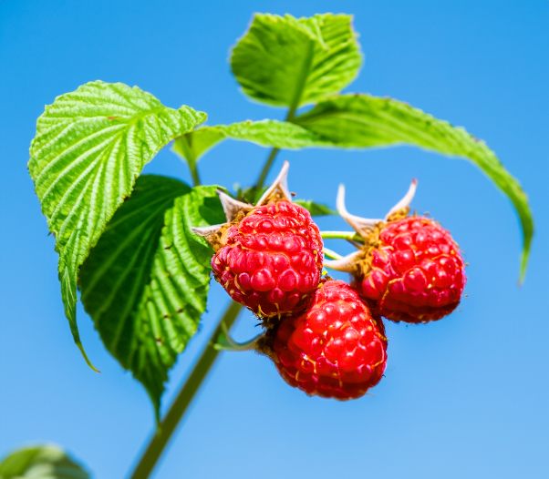 Frambuesa Close-up of fresh, vibrant raspberries on a rustic surface, showcasing premium produce.
