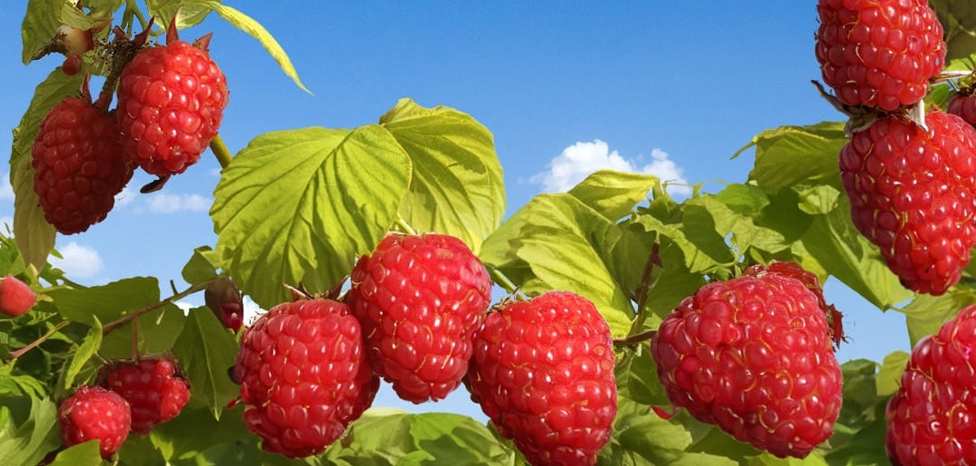Header-raspberries-1414×513 Header image of fresh raspberries on a rustic surface, highlighting premium produce.