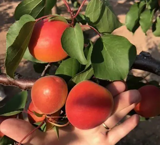 aprikosen-hand Hand holding ripe apricots on a tree, showcasing their vibrant orange-red color and smooth texture.