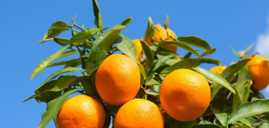 Clementinen SanLucar fresh clementines, showcasing their vibrant orange color, juicy texture, and natural sweetness.