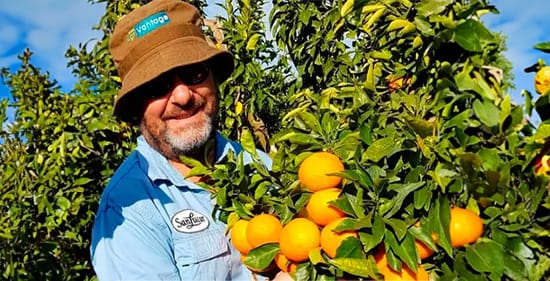 Eusebio-mandarin Fresh mandarins harvested by Eusebio – high-quality, juicy citrus fruits grown with care.