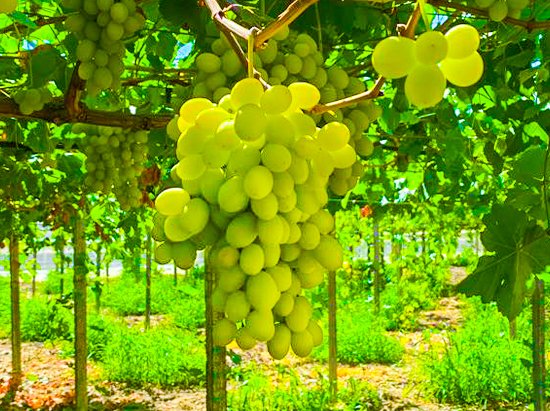 SanLucar vineyard with sun-kissed grapes on the vine, showcasing freshness, quality, and natural sweetness.