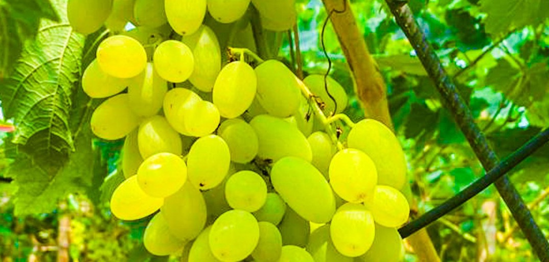 Im Traubenhimmel.HEADER SanLucar vineyard with lush grapevines, highlighting fresh, sun-ripened grapes and sustainable farming practices.