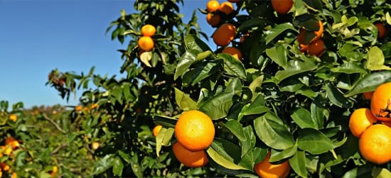 mandarinas Fresh mandarins – juicy, high-quality mandarins with vibrant color and sweet flavor