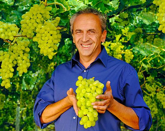 VTrauben A smiling farmer holding a large bunch of fresh green grapes, with grapevines laden with fruit in the background.