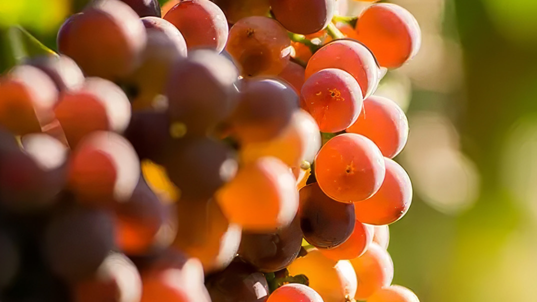 traube_1b Close-up of fresh, ripe grapes in a cluster showcasing vibrant color and premium quality.