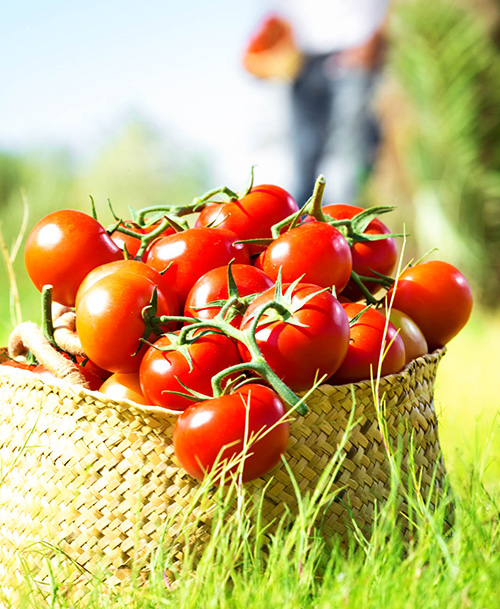 L1003467__Highres_RGB_150609 A woven basket filled with fresh, ripe tomatoes on the vine, sitting in a grassy field under bright sunlight, with a person in the background.
