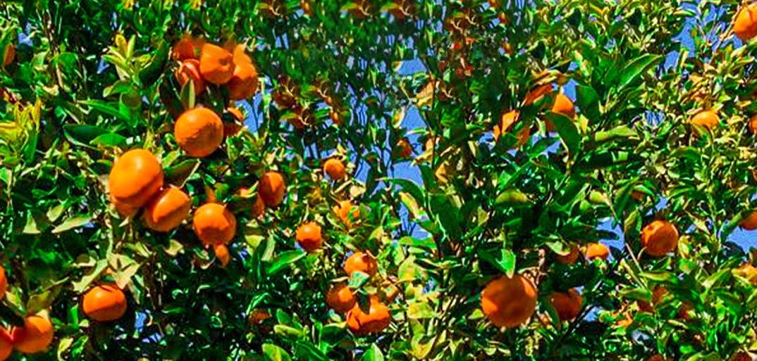 Mandarinen aus dem Land der Känguru Fresh mandarins – juicy, high-quality mandarins with vibrant color and sweet flavor