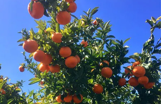 Or SanLucar fresh oranges with vibrant color, showcasing their juicy texture, natural sweetness, and premium quality.