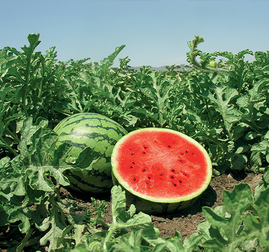 WasserM Whole watermelon with a vibrant green rind.