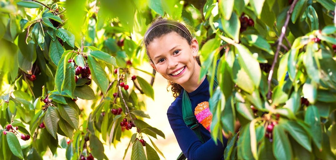 A vibrant cherry tree with ripe red cherries hanging from the branches, surrounded by lush green leaves and a bright, sunny sky.
