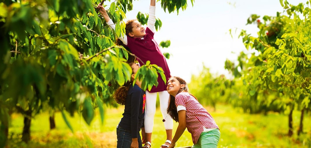 happy children enjoying fresh cherries outdoors, surrounded by lush greenery and natural sunlight.