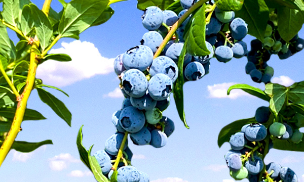 blueberry-field-deu A lush blueberry field with rows of vibrant green bushes laden with ripe, plump blueberries under a bright, sunny sky.