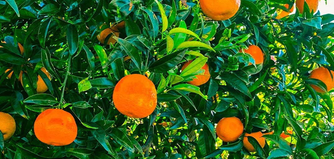 cítricos jóvenes Lush citrus tree filled with ripe, vibrant oranges, surrounded by glossy green leaves in natural sunlight.