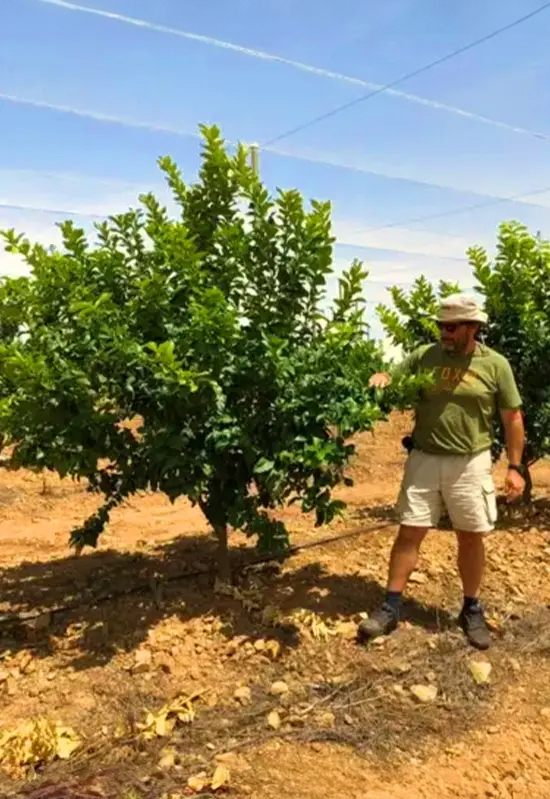 zitrusfarm Farmer inspecting a thriving citrus tree in a sunlit orchard, surrounded by dry, fertile soil.