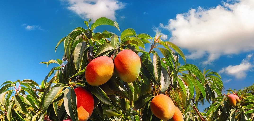 Header-Mangov2-1414×513 Ripe, vibrant mangoes on a rustic backdrop, highlighting sweet, premium tropical frui