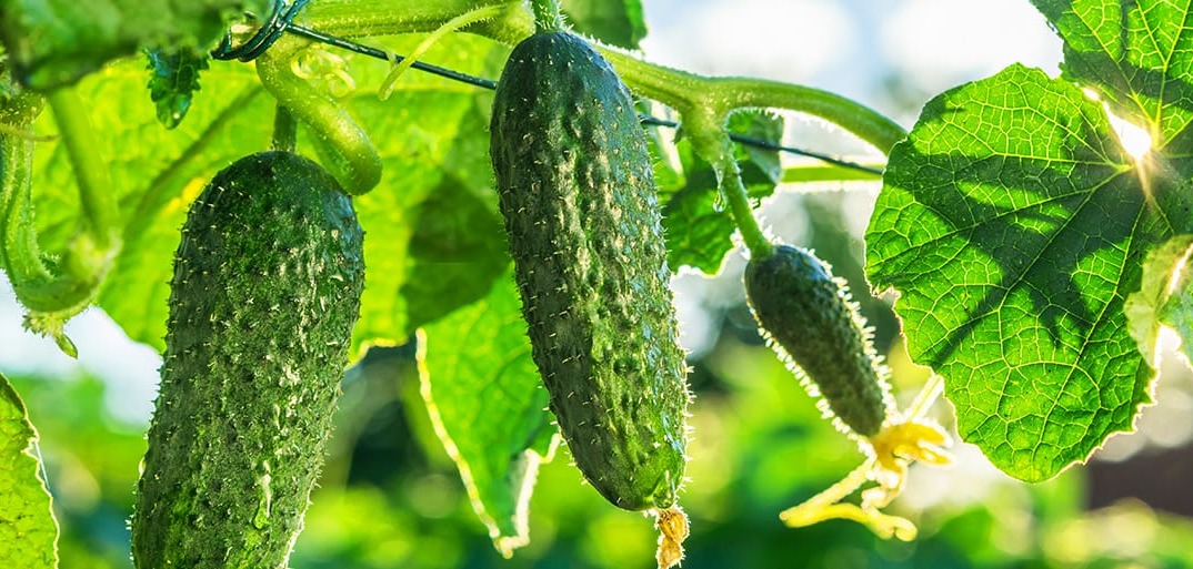 A close-up of fresh cucumbers growing on vines in a lush green field, with vibrant green color and a clear blue sky in the background.