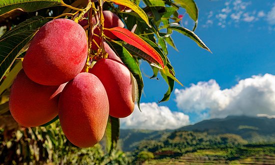 mangos-3 Close-up of juicy, ripe mangoes showcasing vibrant tropical flavors and premium quality produce