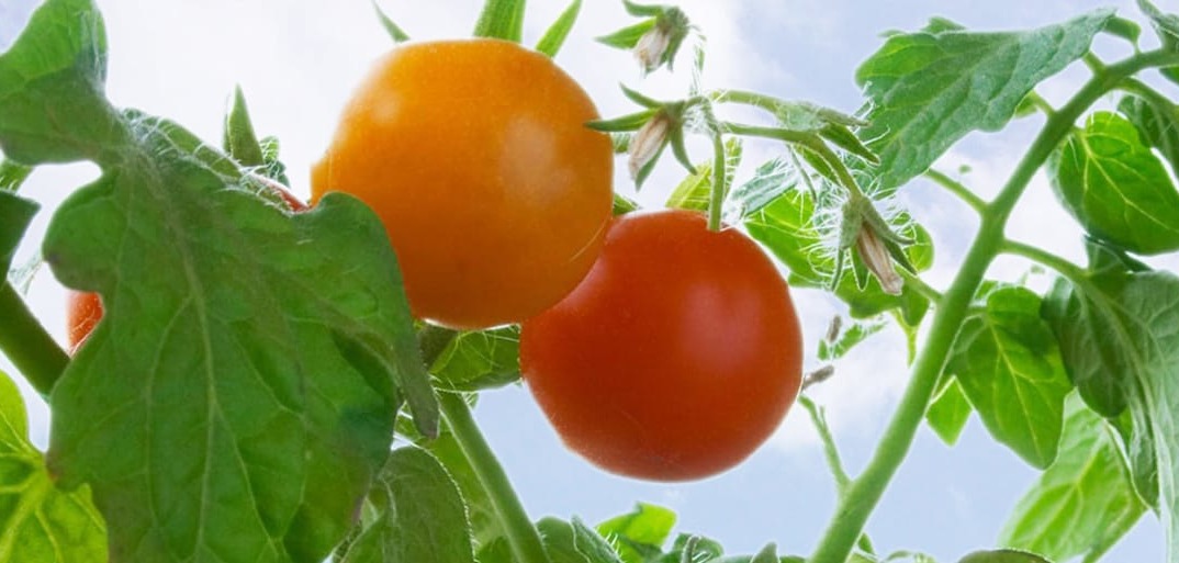 Header-tomato-1414×513 Header image of ripe, vibrant tomatoes on a rustic surface, showcasing premium produce