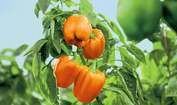 Orange-paprika-deu Fresh oranges and bell peppers – vibrant, high-quality citrus fruits and vegetables.