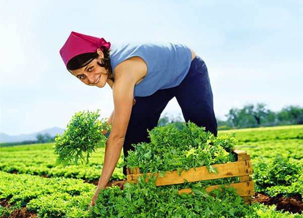 lettuce-picker Farmer harvesting crisp green lettuce in a field, showcasing fresh, premium produce