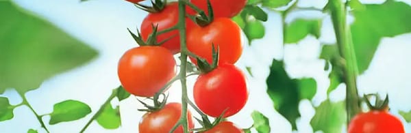 tomato