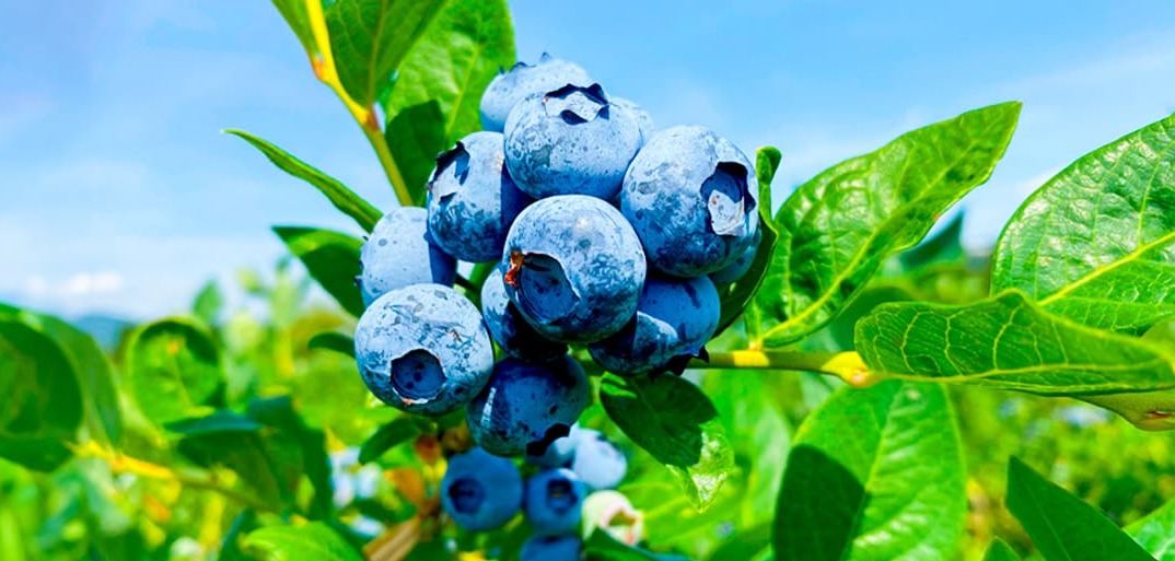 Header-blueberry-1414×513 Fresh blueberries on a bush with green leaves, covered in morning dew and illuminated by natural sunlight.