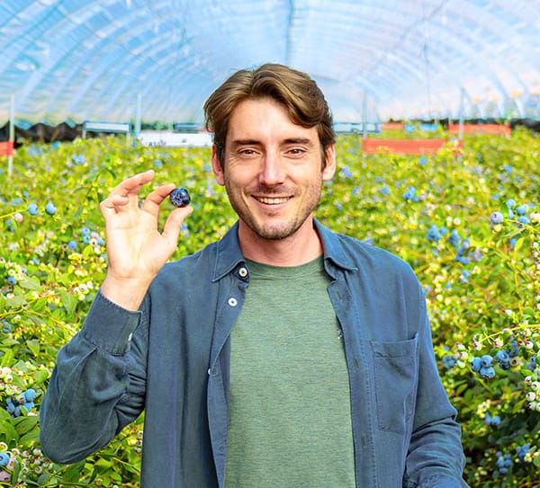 A farmer in a blueberry field carefully picking ripe blueberries from the bush under natural sunlight.