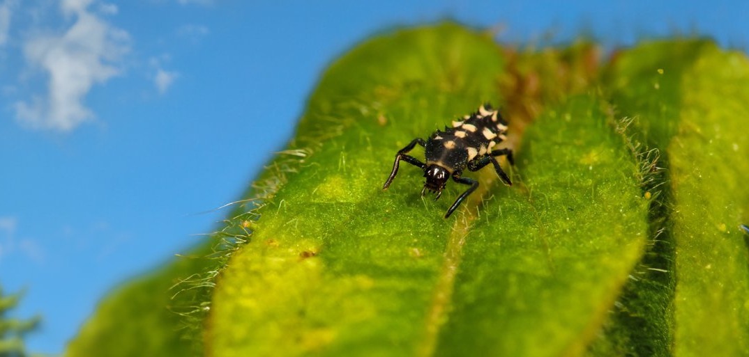 Marienkäfer nehmen den Kampf auf.Header Close-up of a black and white spotted beetle on a vibrant green leaf, set against a bright blue sky.