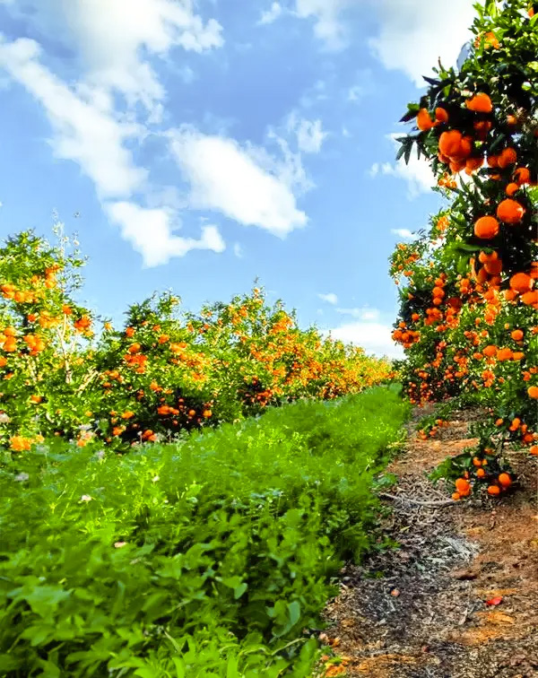 Marienkafer_nehmen_den_Kampf_auf-2 Lush mandarin orchard with trees full of ripe, vibrant oranges under a bright blue sky with scattered clouds.