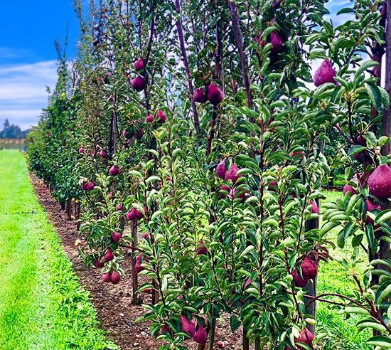 peras2 Rows of pear trees with ripe, red pears hanging from the branches, set in a lush orchard under a blue sky.