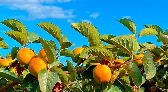 Fresh, ripe kaki persimmons with vibrant orange hues showcasing premium, sweet produce.