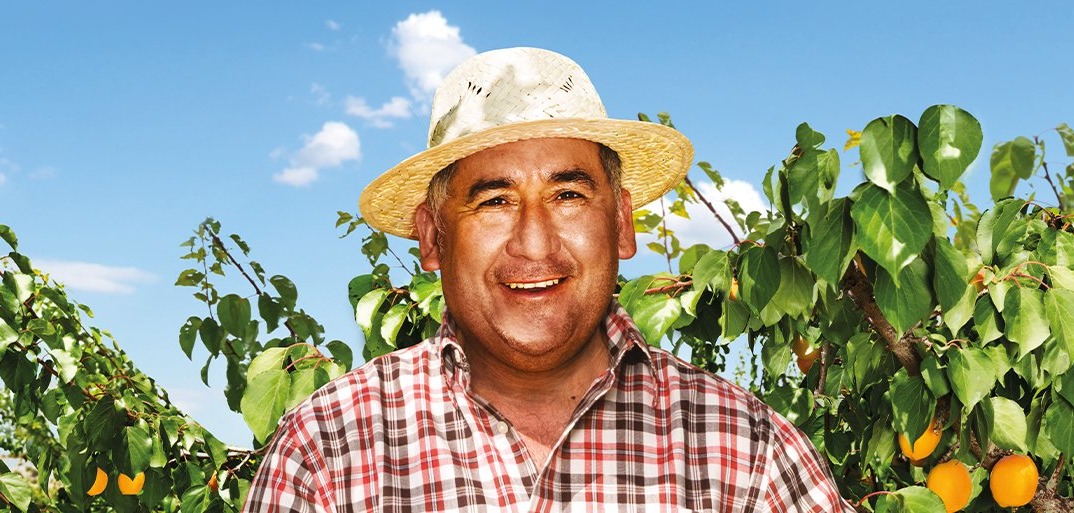 Aprikosen Smiling farmer standing in a sunlit apricot orchard, surrounded by lush green leaves and ripe fruit.