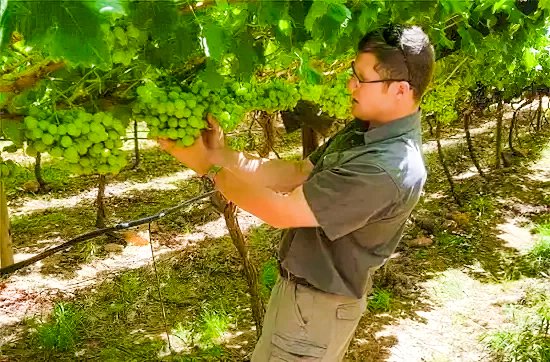 Blick ins Kinderzimmer der süßen Trauben A playful scene featuring fresh, sweet grapes in a children