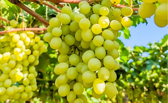 trauben A close-up of fresh, plump grapes hanging from a vine, with vibrant green leaves surrounding the fruit in a sunlit vineyard.