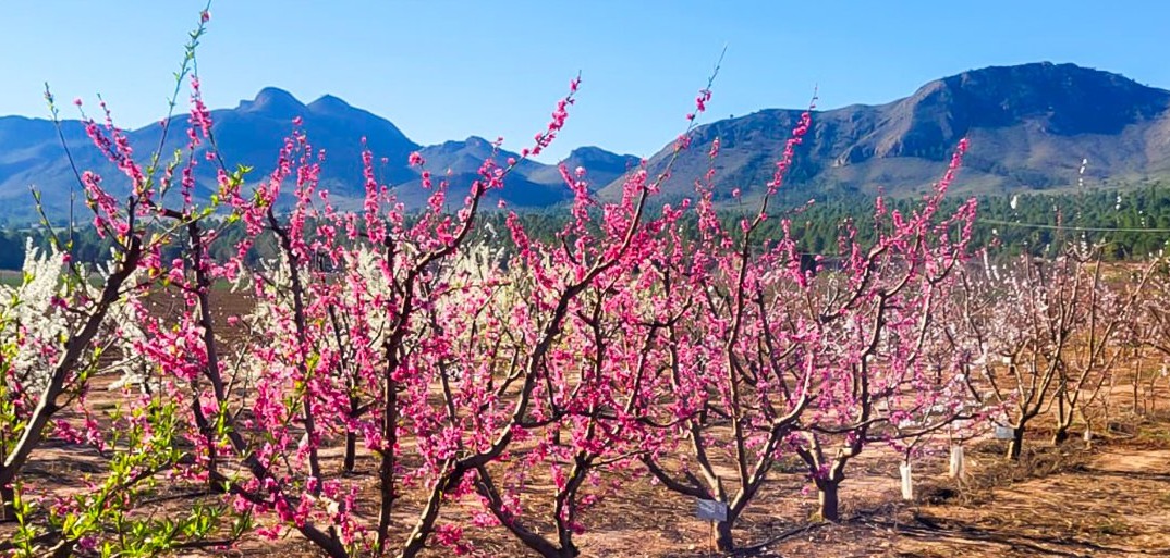 Ein Herz für Bienen.-HEADER Orchard of fruit trees in full bloom with vibrant pink blossoms, set against a stunning mountain backdrop.