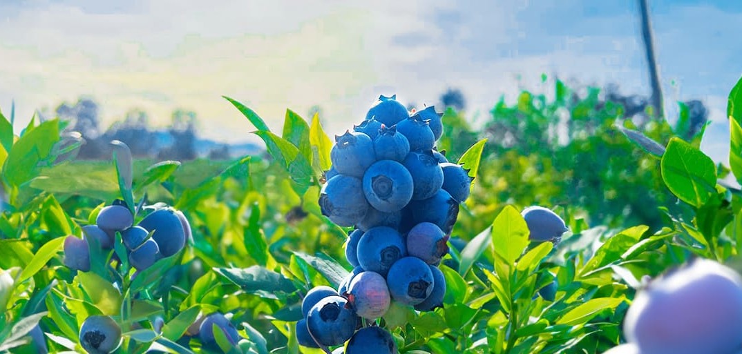 Header-bluberries-3-1414×513