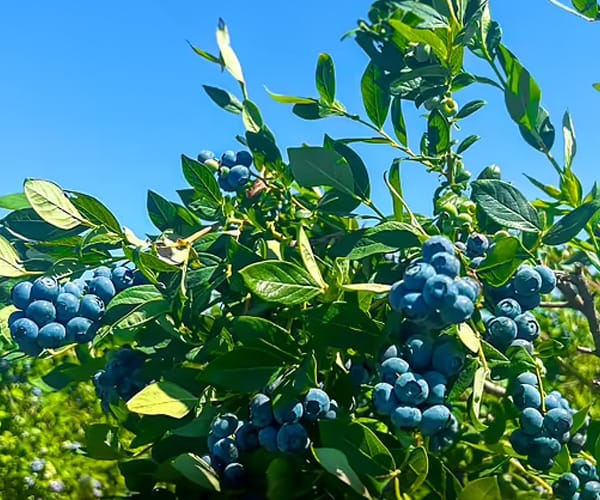 blueberry-2