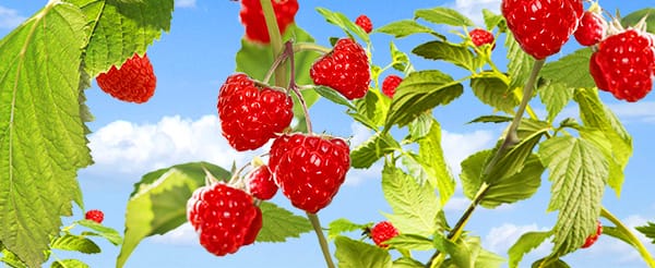 raspberries Close-up of fresh, ripe raspberries with vibrant color, showcasing premium, natural quality produce.