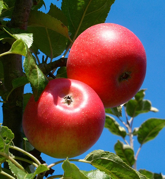 Apfel5 Two ripe red apples hanging from a tree branch, surrounded by green leaves, with a bright blue sky in the background.