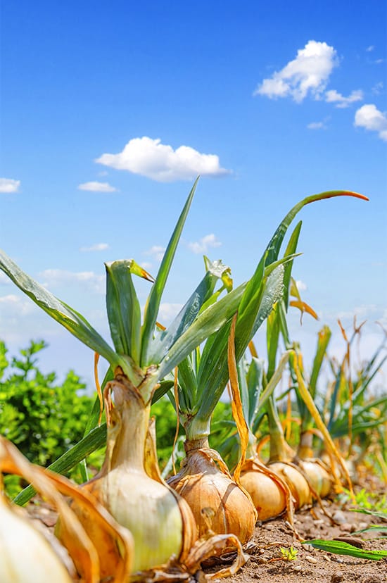 onions Fresh onions – high-quality, flavorful onions perfect for cooking and seasoning