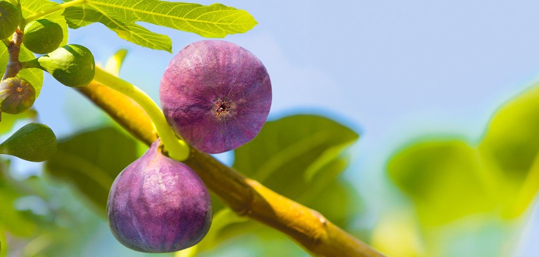 Klein und oho aus dem Sonnenreich. HEADER
