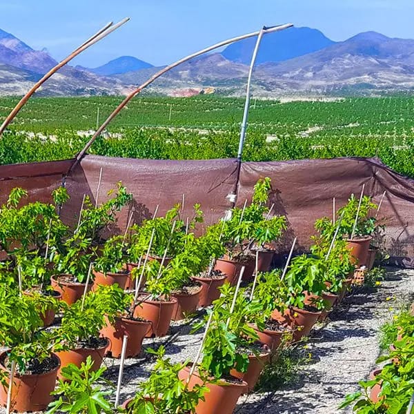 Klein und oho aus dem Sonnenreich2