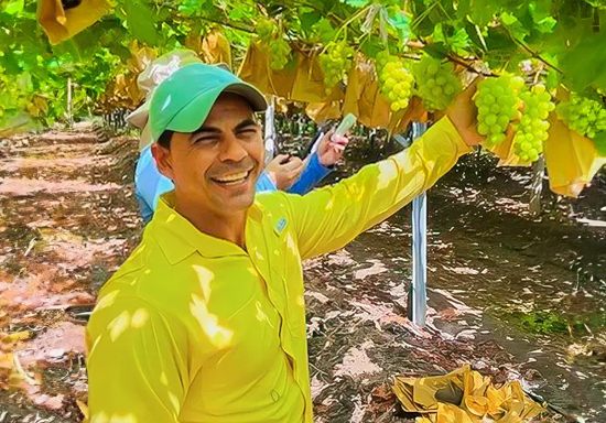 Sus-und-knackig-Trauben-vom-Aquator2 A smiling farmer in a yellow shirt and green cap, standing under grapevines with fresh green grapes, ready for harvest in a sunny vineyard.